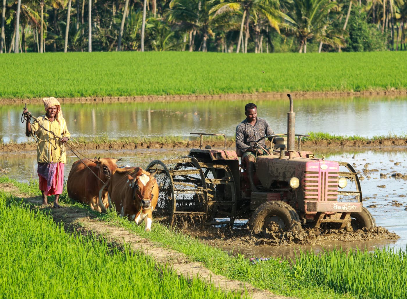 East African agricultural estate